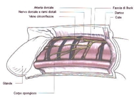anatomia del pene_1