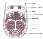 anatomia del pene_3