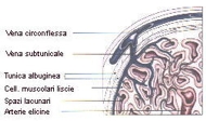 anatomia del pene_2