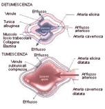 Fisiologia del pene